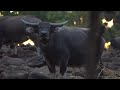 Young Buffalo Close Encounter! #Trims
