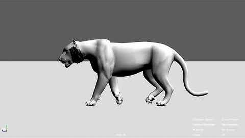 #Lion# Walk cycle##Study Creature animation - 3D Animation ## static Lion walk##