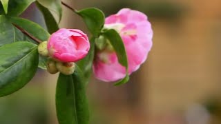 Jardin - En attendant le printemps !