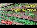 КЛУБНИКА В ПОДВЕСНЫХ ГРЯДКАХ/ПЕРВЫЙ СБОР КЛУБНИКИ.