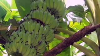 Prevention and control of banana leaf spot diseases (sigatoka)