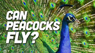 Can Peacocks Fly?