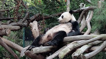 Returns on panda conservation for China