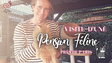 Comment choisir une pension pour chat ?