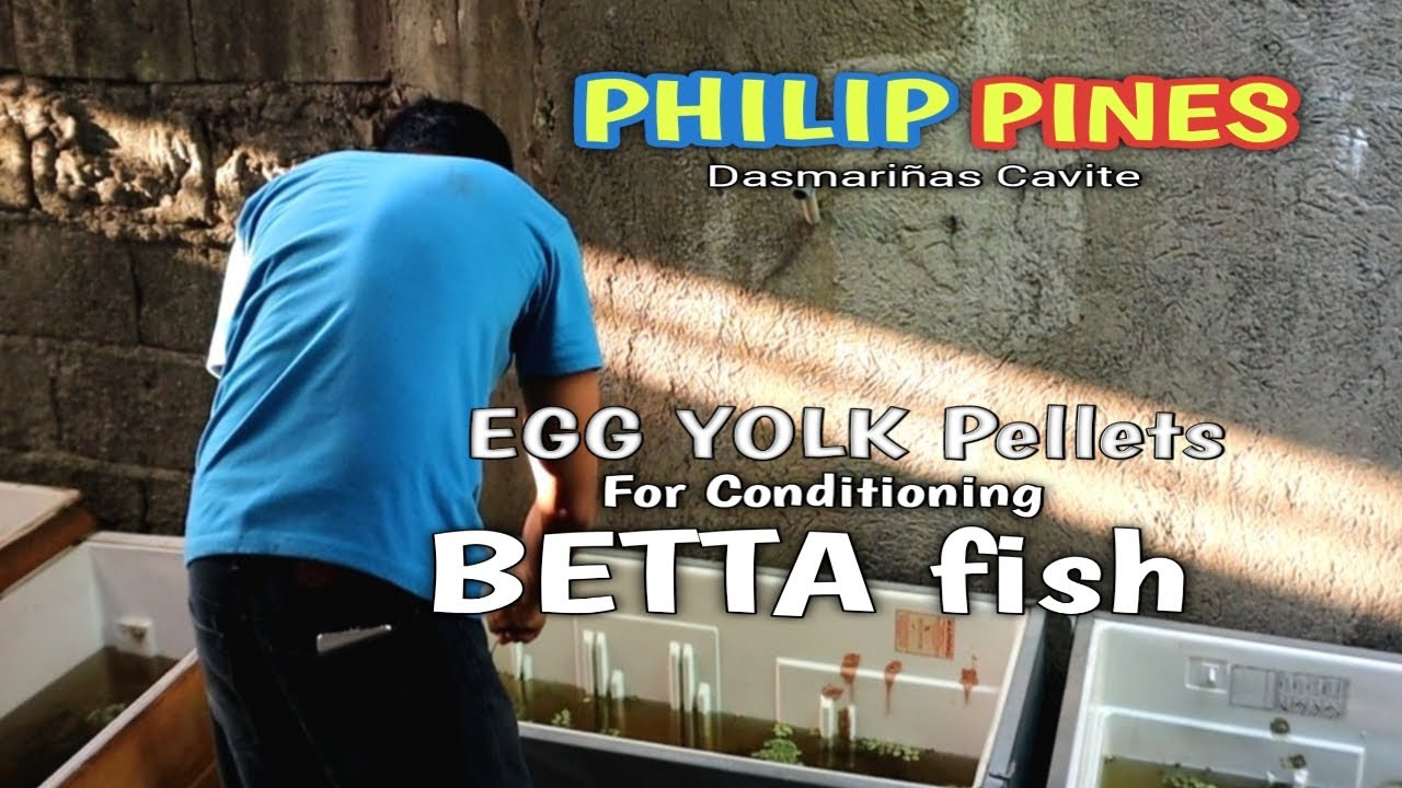 DAHILAN bakit Nawawala ang BETTA fry PAG inaalis ang MALE?😱MABILISANG SOLUSYON|BREEDING BETTA FISH