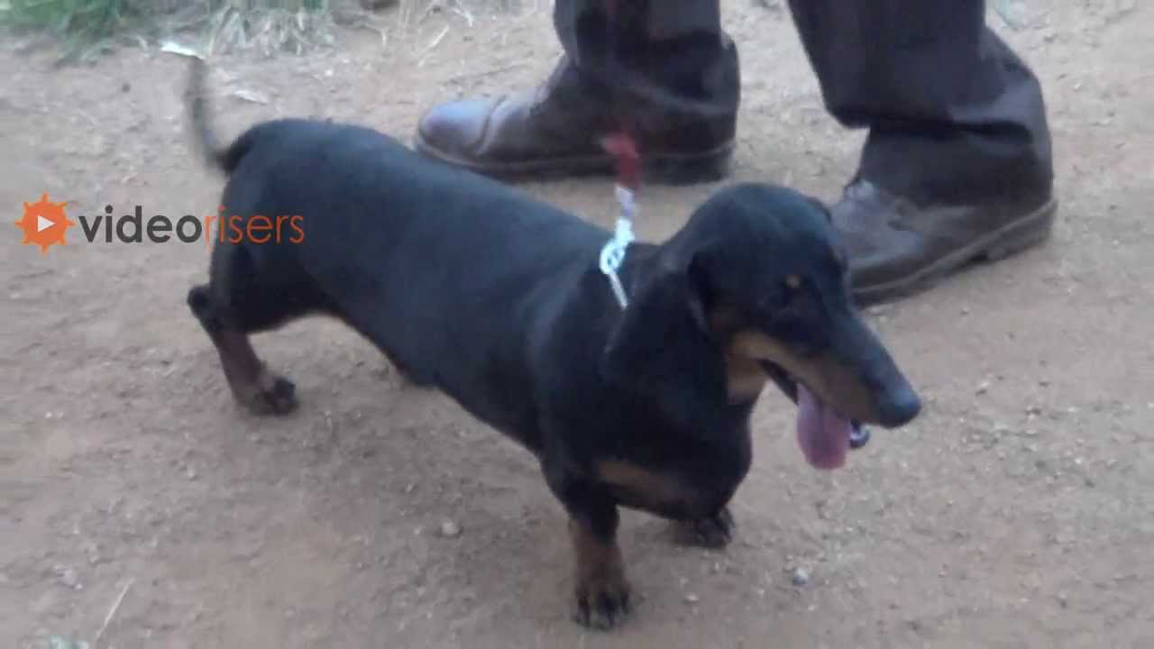 dog high jump video 2013 YouTube