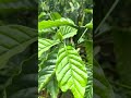 Cà fe gió đánh bổ xuống và cách xử lý
