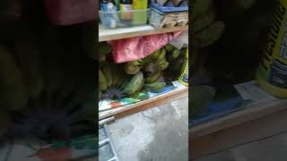 Saging na saba benefits