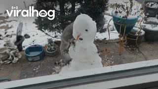 Squirrel Makes Snowman || ViralHog