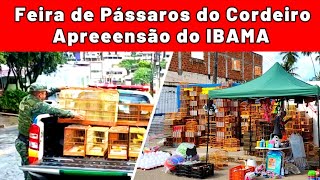 Feira de Pássaros e Gaiolas do Cordeiro   IBAMA #passaros #criarpassaros #feiralivre