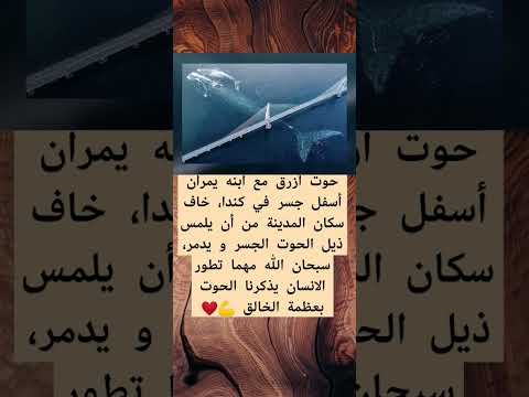 حوت أزرق مع ابنه يمران أسفل جسر في كندا خاف سكان المدينة من أن يلمس ذيل الحوت الجسر حوت الله اكبر