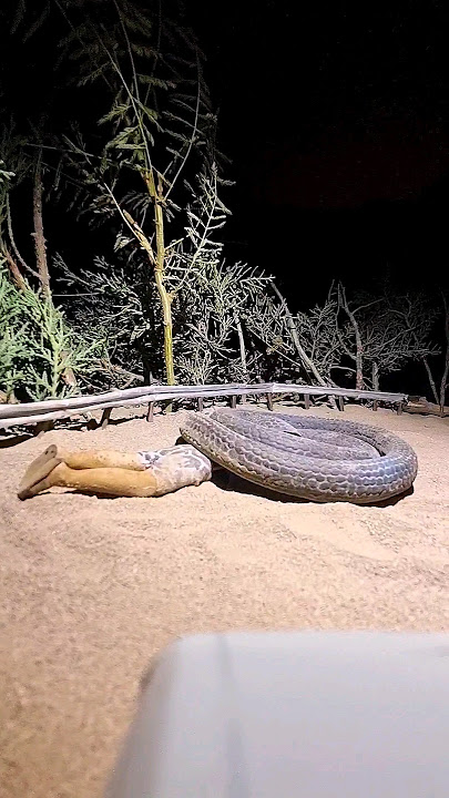 giant snake hunted human _ giant snake #specialeffects #road #animals