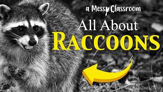 All About Raccoons | The Amazing World of Cute Trash Pandas Nocturnal Animal Facts To Blow Your Mind