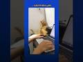 خلص شغلك أنا في إنظارك قطة مغرب Cats فيديو 
