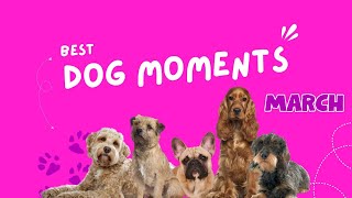DOGS PLAYING  Best of March  2023  Dog interaction, play and body language #dogs #cutedogs