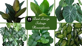 15 Best Large Foliage Houseplants | Big Leaf Houseplants | Indoor Plants With Big Leaves