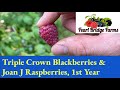 Growing Joan J Raspberries, Triple Crown Blackberries, and Heritage Raspberries from bare root