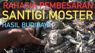 Rahasia Pembesaran Santigi Moster Hasil Budidaya