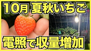 【夏秋いちご】10月は来年の苗作りをしながら実を収穫【電照でよつぼし栽培】