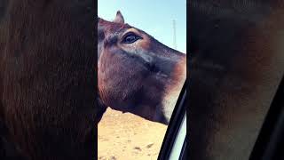 Donkeys-racketeers Karpaz Northern Cyprus 2024 г #shorts