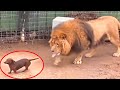 People “threw” a dachshund into a lion’s cage. You won’t believe what happened next | short stories