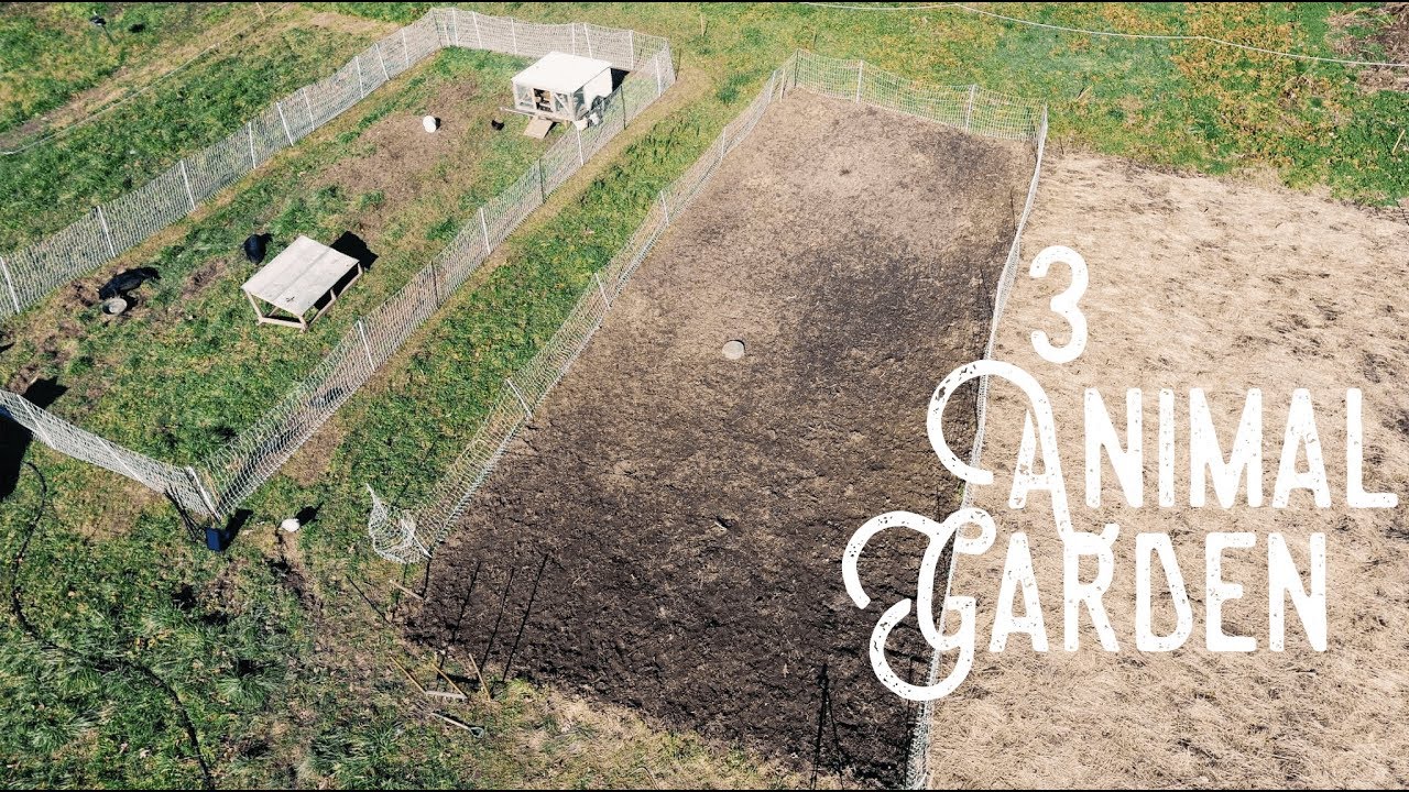 How I got 2 Pigs to Till Impossible weeds