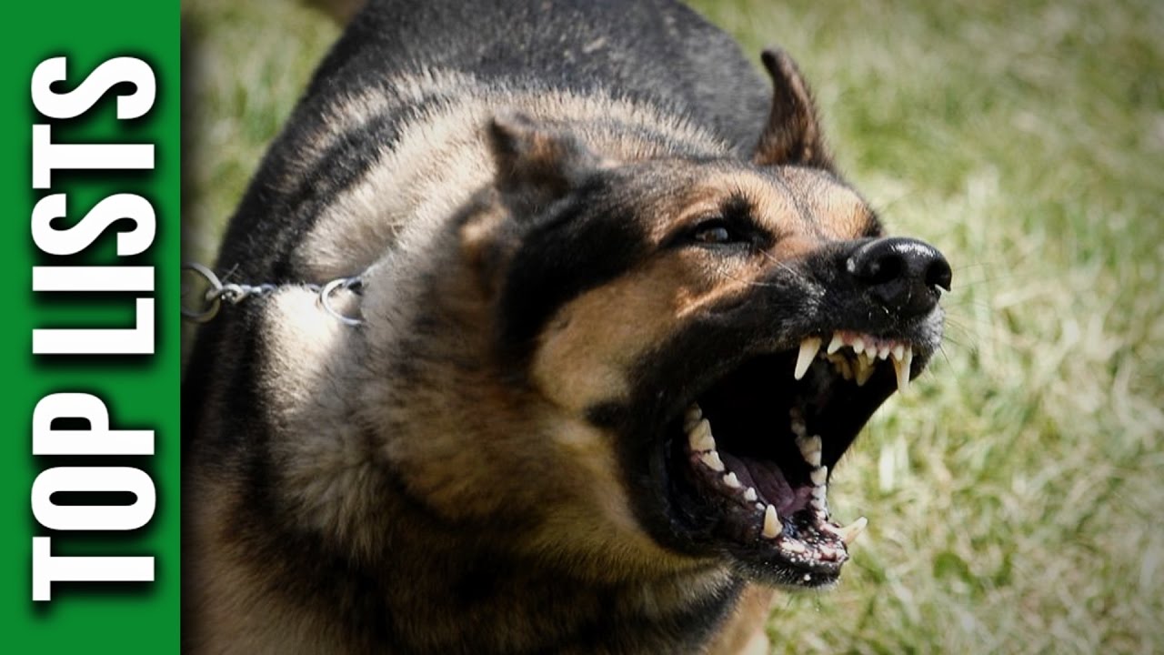5 Most Dangerous Dog Breeds - YouTube