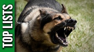 5 Most Dangerous Dog Breeds