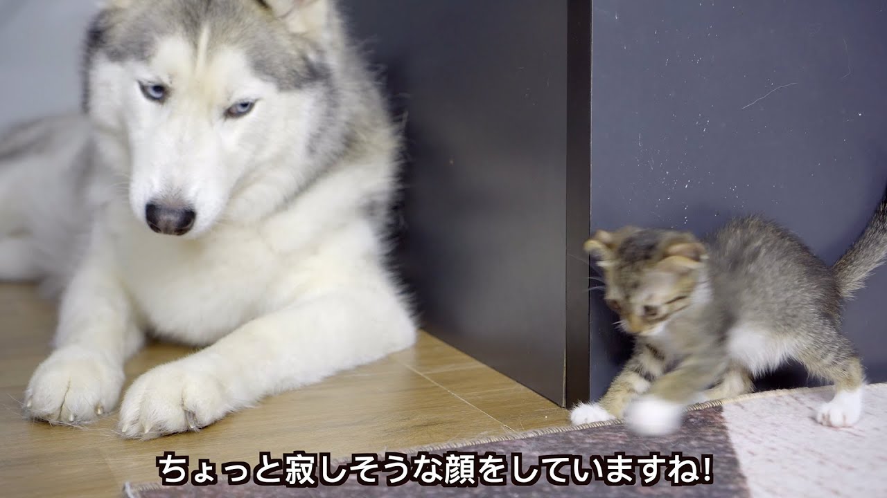 なかなか子猫と仲良くなれなくて寂しい顔をしたハスキー犬が可愛すぎた Youtube