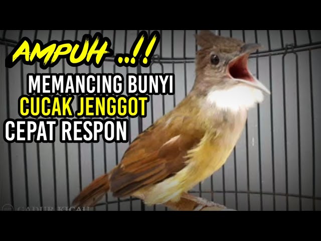 cucak jenggot jantan AMPUH untuk pancingan class=