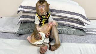 Monkey Kaka hugs and lulls baby monkey Mit to sleep looking so cute