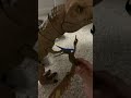Hopefully teeth #jurassicworld #dothingsyoudontwanttodo #jurassicworlddominion #dinosaur #indoraptor