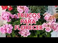 como hacer florecer tus geranios trucos