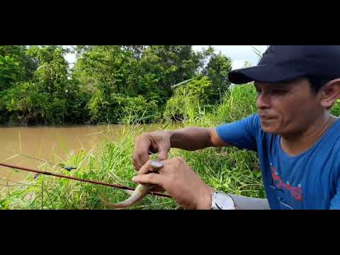 Mancing baung  MANTAP di pinggiran sungai