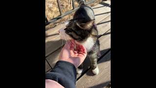 Fun Day At The Campsite