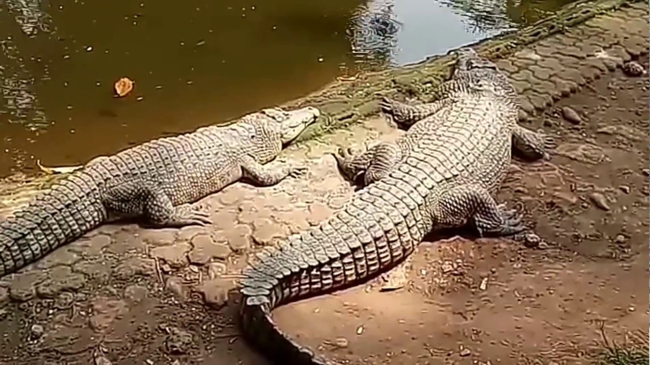 Kebun Binatang  Bandung Buaya  Harimau Singa Merak Gajah 