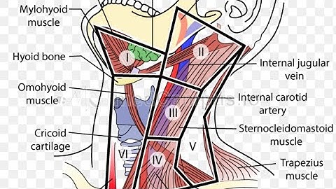 Level of Cervical Lymphnode & Triangle of Neck