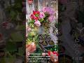 Rose Cutting 玫瑰扦插不求人再看一次!秋天開始是最容易扦插成功的季節!翻拍之前影片供新手參考#erin玫瑰花園 #garden #rose #バラ #shorts