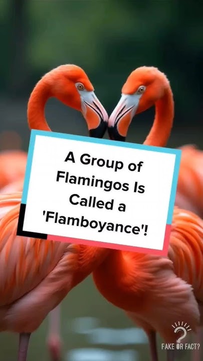 A Group of Flamingos Is Called a 'Flamboyance'! - YouTube