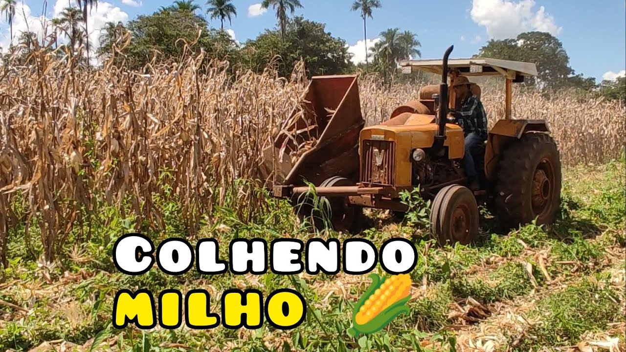 COLHETADEIRA PENHA COLHENDO MILHO NO VALMET 65 ID. SÍTIO BOA VISTA! PARTE 01.