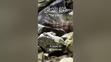 Surah Al-Qasas 31 | Hindi - Urdu Audio translation | سورة القصص #alqasas #hindi #urdu