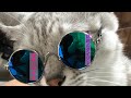 【Cat wears Sunglasses 】DAISOの猫サングラスをかけたらこうなりました