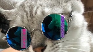 【Cat wears Sunglasses 】DAISOの猫サングラスをかけたらこうなりました