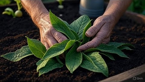 Chop-and-Drop Gardening Secrets with Comfrey