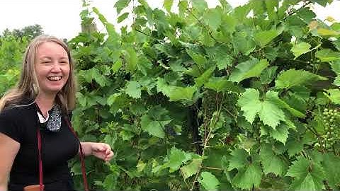 2020 Summer Virtual Orchard Tour- Shoot and cluster thinning of Frontenac wine grapes