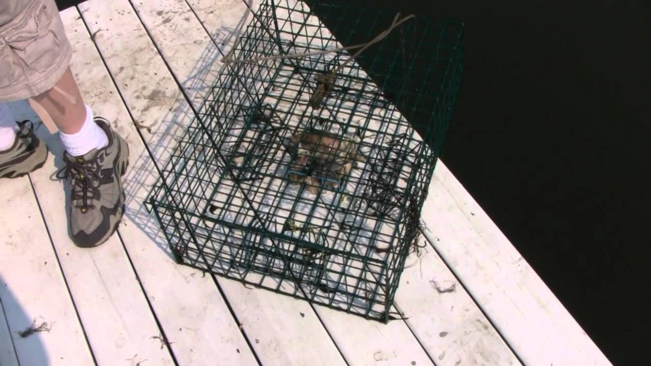 how-to-catch-lobster-youtube