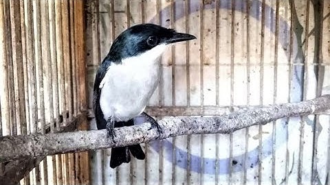 Burung Jingjing Batu Gacor Bagus Buat Masteran