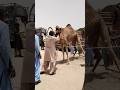 عندما غضب الجمل بدأ بالركل عندما غضب الجمل بدأ بالركل