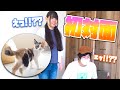 家に来たら知らない子猫がいたら人間はどんな反応するのか！！！