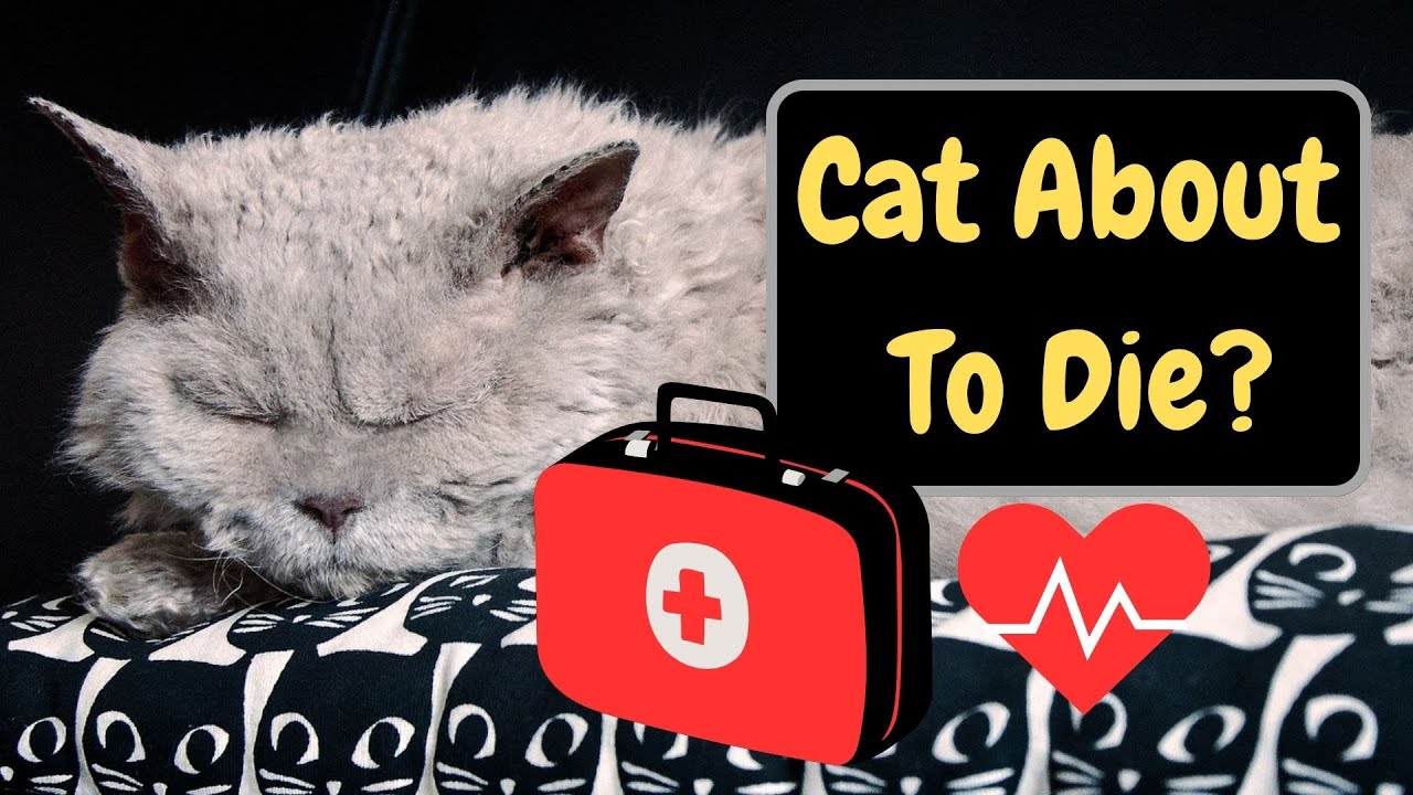 How Do Cats Act At The End Of Life YouTube How Do Cats Act At The End Of Life YouTube